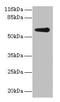 Glycerol Kinase 2 antibody, CSB-PA009466LA01HU, Cusabio, Western Blot image 