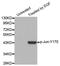 Jun Proto-Oncogene, AP-1 Transcription Factor Subunit antibody, STJ22214, St John