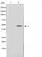 Jun Proto-Oncogene, AP-1 Transcription Factor Subunit antibody, abx012204, Abbexa, Western Blot image 