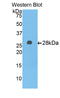 Alpha-1-B Glycoprotein antibody, LS-C301433, Lifespan Biosciences, Western Blot image 