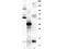 Growth Differentiation Factor 15 antibody, NBP1-42732, Novus Biologicals, Western Blot image 