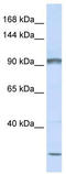 Protocadherin Alpha Subfamily C, 2 antibody, TA331054, Origene, Western Blot image 