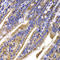 Hepatoma-derived growth factor-related protein 2 antibody, LS-C349179, Lifespan Biosciences, Immunohistochemistry frozen image 