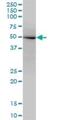 Nucleoredoxin antibody, H00064359-B01P, Novus Biologicals, Western Blot image 