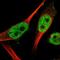 WIZ Zinc Finger antibody, NBP1-80586, Novus Biologicals, Immunofluorescence image 