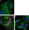 RNA Polymerase II Subunit A antibody, 664913, BioLegend, Immunocytochemistry image 