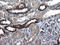 KIT Ligand antibody, M01254-1, Boster Biological Technology, Immunohistochemistry paraffin image 