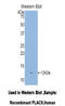 Placenta Associated 9 antibody, LS-C301177, Lifespan Biosciences, Western Blot image 