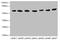 Atlastin GTPase 2 antibody, CSB-PA836776LA01HU, Cusabio, Western Blot image 