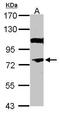 NR4A3 antibody, PA5-27372, Invitrogen Antibodies, Western Blot image 