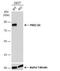 Protein Kinase C Substrate 80K-H antibody, NBP1-32006, Novus Biologicals, Western Blot image 