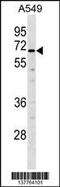 TUB Like Protein 2 antibody, 59-828, ProSci, Western Blot image 