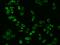 MyD10 antibody, 50440-R101, Sino Biological, Immunohistochemistry frozen image 