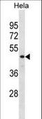 N-Myc Downstream Regulated 1 antibody, LS-C167536, Lifespan Biosciences, Western Blot image 