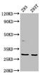 Serotonin acetylase antibody, LS-C671118, Lifespan Biosciences, Western Blot image 