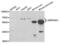 Serpin Family D Member 1 antibody, abx004485, Abbexa, Western Blot image 