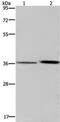 MAGE Family Member F1 antibody, PA5-50701, Invitrogen Antibodies, Western Blot image 