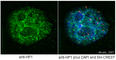 Chromobox 3 antibody, ab10480, Abcam, Immunofluorescence image 