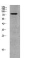 G Protein-Coupled Receptor Kinase 2 antibody, STJ99602, St John