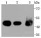Keratin 18 antibody, NBP2-67370, Novus Biologicals, Western Blot image 