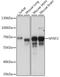 Myelin expression factor 2 antibody, A15829, ABclonal Technology, Western Blot image 