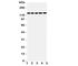 Prominin 1 antibody, R31174, NSJ Bioreagents, Western Blot image 