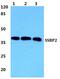 Single Stranded DNA Binding Protein 2 antibody, PA5-37065, Invitrogen Antibodies, Western Blot image 