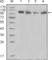 Protein Tyrosine Kinase 2 Beta antibody, abx016050, Abbexa, Western Blot image 