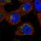 Transportin 3 antibody, PA5-58834, Invitrogen Antibodies, Immunofluorescence image 