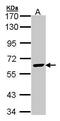 Essential Meiotic Structure-Specific Endonuclease 1 antibody, PA5-27110, Invitrogen Antibodies, Western Blot image 