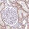 Claudin 10 antibody, NBP2-38495, Novus Biologicals, Immunohistochemistry paraffin image 