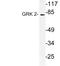 G Protein-Coupled Receptor Kinase 2 antibody, LS-C177793, Lifespan Biosciences, Western Blot image 