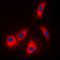 Adenosine Kinase antibody, orb215999, Biorbyt, Immunofluorescence image 