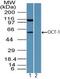 POU Class 2 Homeobox 1 antibody, PA5-23392, Invitrogen Antibodies, Western Blot image 