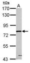Peptidylprolyl Isomerase Domain And WD Repeat Containing 1 antibody, NBP2-19919, Novus Biologicals, Western Blot image 
