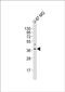 Olfactory Receptor Family 4 Subfamily K Member 17 antibody, PA5-72213, Invitrogen Antibodies, Western Blot image 