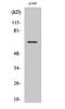 G Protein-Coupled Receptor 108 antibody, STJ93319, St John