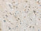 CD63 Molecule antibody, CSB-PA120615, Cusabio, Immunohistochemistry frozen image 