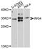 Inhibitor Of Growth Family Member 4 antibody, A10932, ABclonal Technology, Western Blot image 