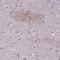 Glycine Receptor Beta antibody, HPA052363, Atlas Antibodies, Immunohistochemistry frozen image 