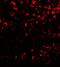 COMM Domain Containing 7 antibody, A09709, Boster Biological Technology, Immunofluorescence image 