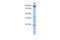 Ring Finger Protein 219 antibody, A15627, Boster Biological Technology, Western Blot image 