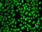 Cullin Associated And Neddylation Dissociated 1 antibody, orb324557, Biorbyt, Immunofluorescence image 