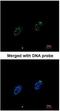 Replication Protein A1 antibody, NBP1-31382, Novus Biologicals, Immunocytochemistry image 