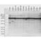 Heat Shock Protein 90 Alpha Family Class B Member 1 antibody, 11107, QED Bioscience, Western Blot image 