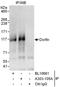 E3 ubiquitin-protein ligase RNF19A antibody, A303-105A, Bethyl Labs, Immunoprecipitation image 