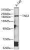 Tensin 3 antibody, 23-335, ProSci, Western Blot image 