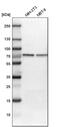 Cleavage Stimulation Factor Subunit 2 antibody, PA5-51386, Invitrogen Antibodies, Western Blot image 