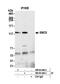 Structural maintenance of chromosomes protein 5 antibody, NB100-469, Novus Biologicals, Immunoprecipitation image 