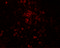 T Cell Leukemia Homeobox 3 antibody, 7375, ProSci, Immunofluorescence image 